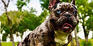 Blanket joined the competition — help win amazing prizes! animal, blue_eye, brindle, brown_eye, canine, closeup, dog, french_bulldog, grass, happy, heterochromia, nature, outdoor, park, pet, portrait, sitting, summer, tongue_out, trees
