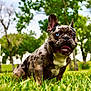 animal, blue_eye, brindle, brown_eye, canine, closeup, dog, french_bulldog, grass, happy, heterochromia, nature, outdoor, park, pet, portrait, sitting, summer, tongue_out, trees