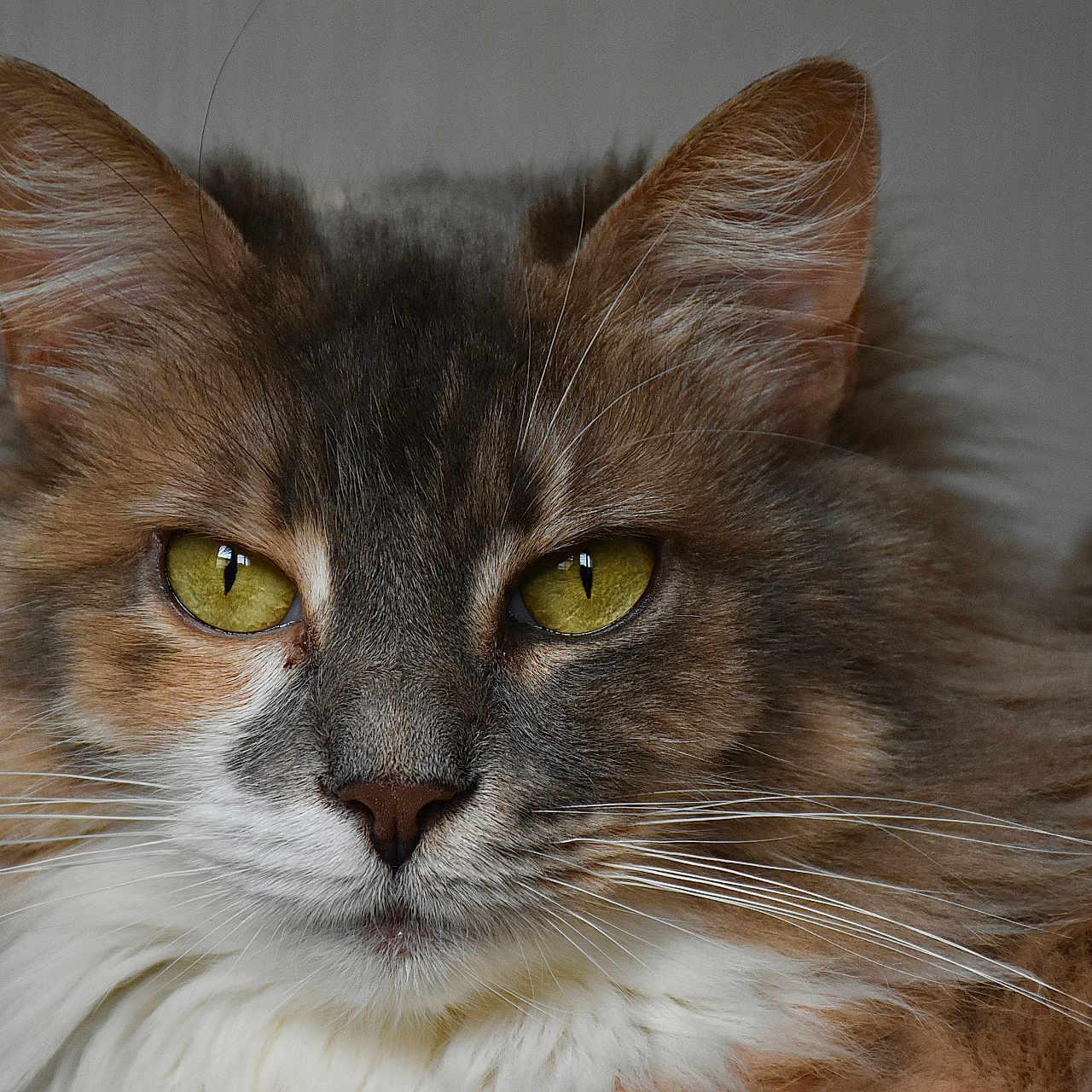 Douva participe au concours pour gagner de l'argent avec cette photo : animal, calm, cat, close_up, cute, domestic_cat, ears, feline, fluffy, focused, fur, indoor, looking_at_camera, muzzle, nose, pet, portrait, soft_light, whiskers, yellow_eyes