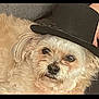 dog, small_dog, fluffy, top_hat, hat, pet, cute, resting, indoors, couch, furniture, animal, closeup, portrait, beige_fur, adorable, face, ears, whiskers, domestic_animal