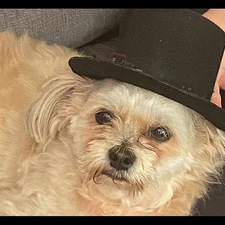 Saydie is registered to the contest to win money with this photo: adorable, animal, beige_fur, closeup, couch, cute, dog, domestic_animal, ears, face, fluffy, furniture, hat, indoors, pet, portrait, resting, small_dog, top_hat, whiskers