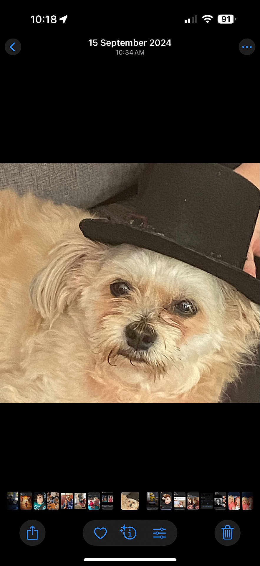 Saydie is registered to the contest to win money with this photo: dog, small_dog, fluffy, top_hat, hat, pet, cute, resting, indoors, couch, furniture, animal, closeup, portrait, beige_fur, adorable, face, ears, whiskers, domestic_animal