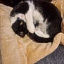 Gipsy Et Jun participe au concours pour gagner de l'argent avec cette photo : cat, black_and_white_cat, curled_up, blanket, soft_texture, wooden_furniture, floor_tiles, indoor, pet, cozy, resting, feline, animal, curious, home, comfort, fur, tail, paw, sleepy