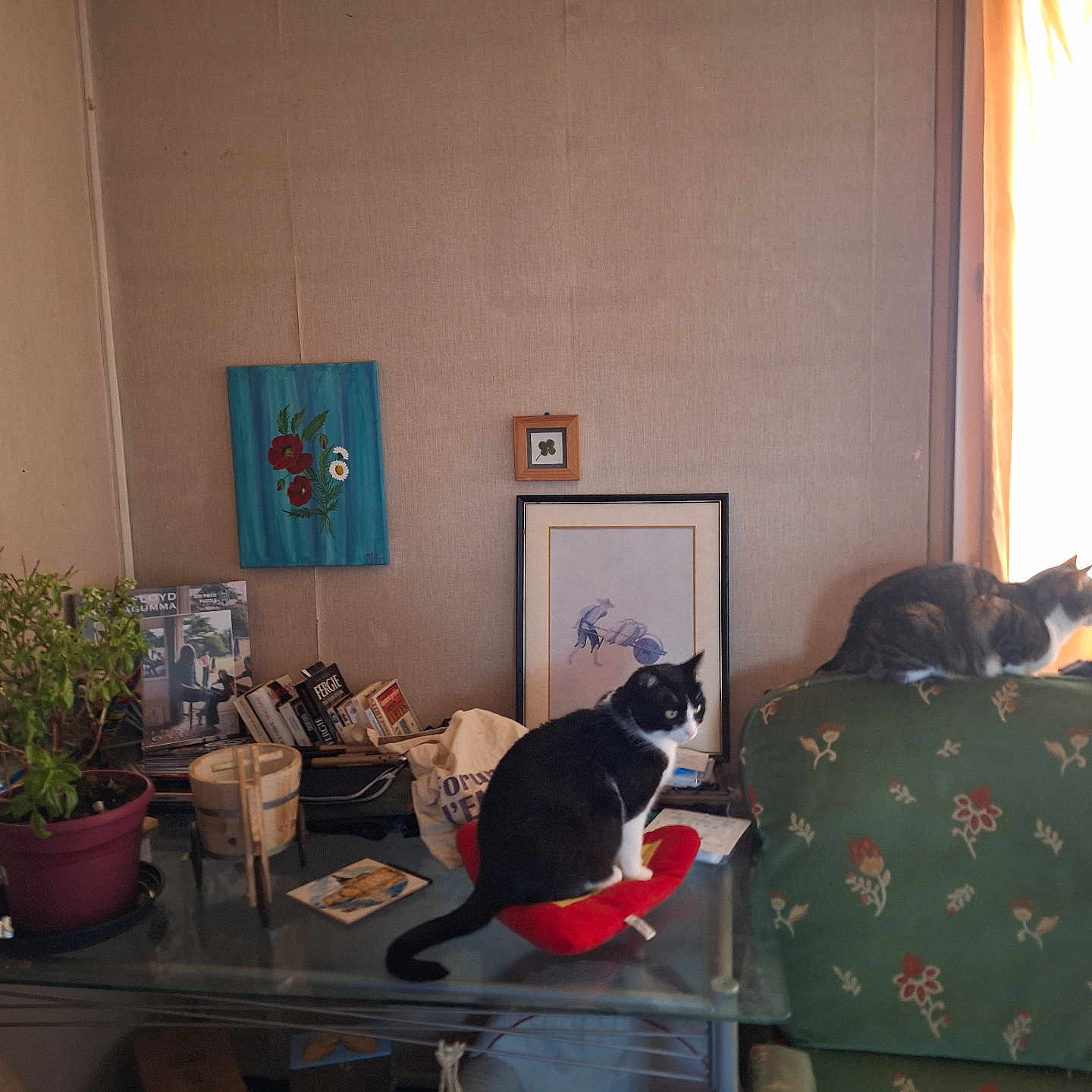 Gipsy Et Jun a rejoint le concours — aidez-le/la à gagner de superbes lots ! artwork, black_and_white_cat, books, cat, couch, cozy, curtains, cushion, domestic_cat, furniture, glass_table, home, indoor, living_room, plant, potted_plant, relaxing, tabby_cat, table, window
