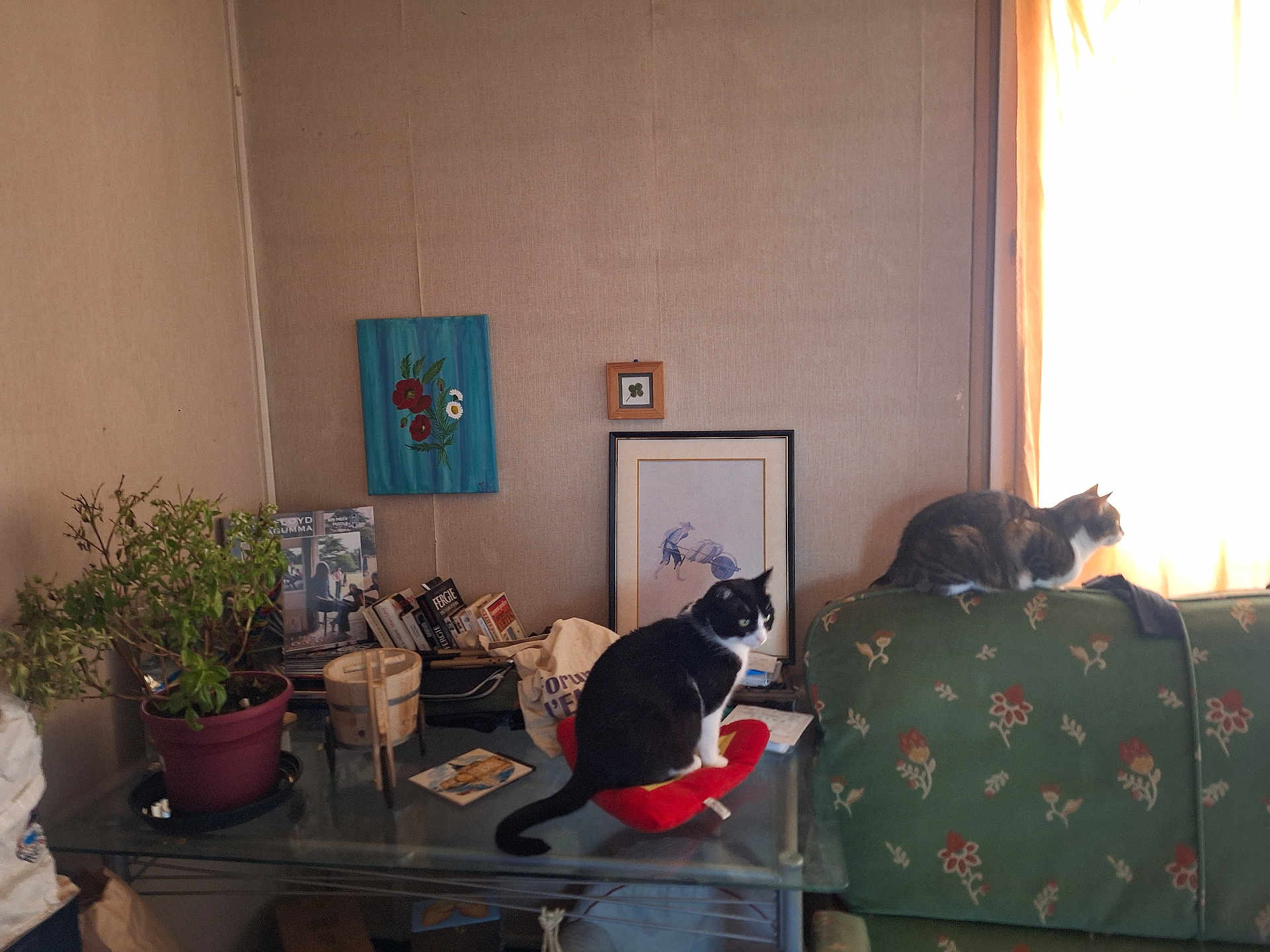 Gipsy Et Jun a rejoint le concours — aidez-le/la à gagner de superbes lots ! cat, indoor, table, couch, plant, books, window, artwork, potted_plant, cushion, furniture, domestic_cat, relaxing, home, cozy, curtains, black_and_white_cat, tabby_cat, glass_table, living_room