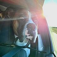 Dutton is registered to the contest to win money with this photo: dog, boxer, car, seatbelt, sunlight, window, pet, animal, portrait, inside, seat, travel, road, daylight, brown, white, fur, ears, nose, head