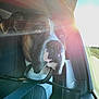 dog, boxer, car, seatbelt, sunlight, window, pet, animal, portrait, inside, seat, travel, road, daylight, brown, white, fur, ears, nose, head