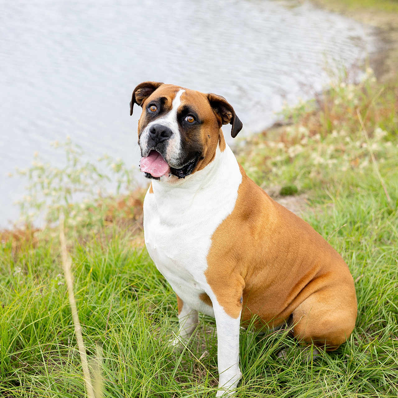 Dutton is registered to the contest to win money with this photo: animal, brown, canine, curious, daylight, dog, ears, eyes, fur, grass, greenery, landscape, nature, outdoor, pet, pond, sitting, tongue_out, water, white