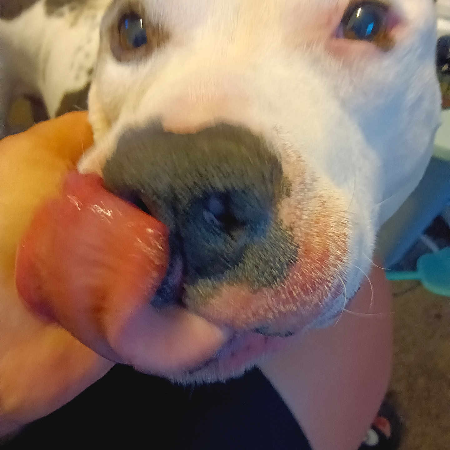 Spot is registered to the contest to win money with this photo: animal, bodypart, boxer, bulldog, canine, cream, dessert, dog, finger, food, hand, hound, husky, icecream, mouth, person, pet, pitbull, puppy, snout