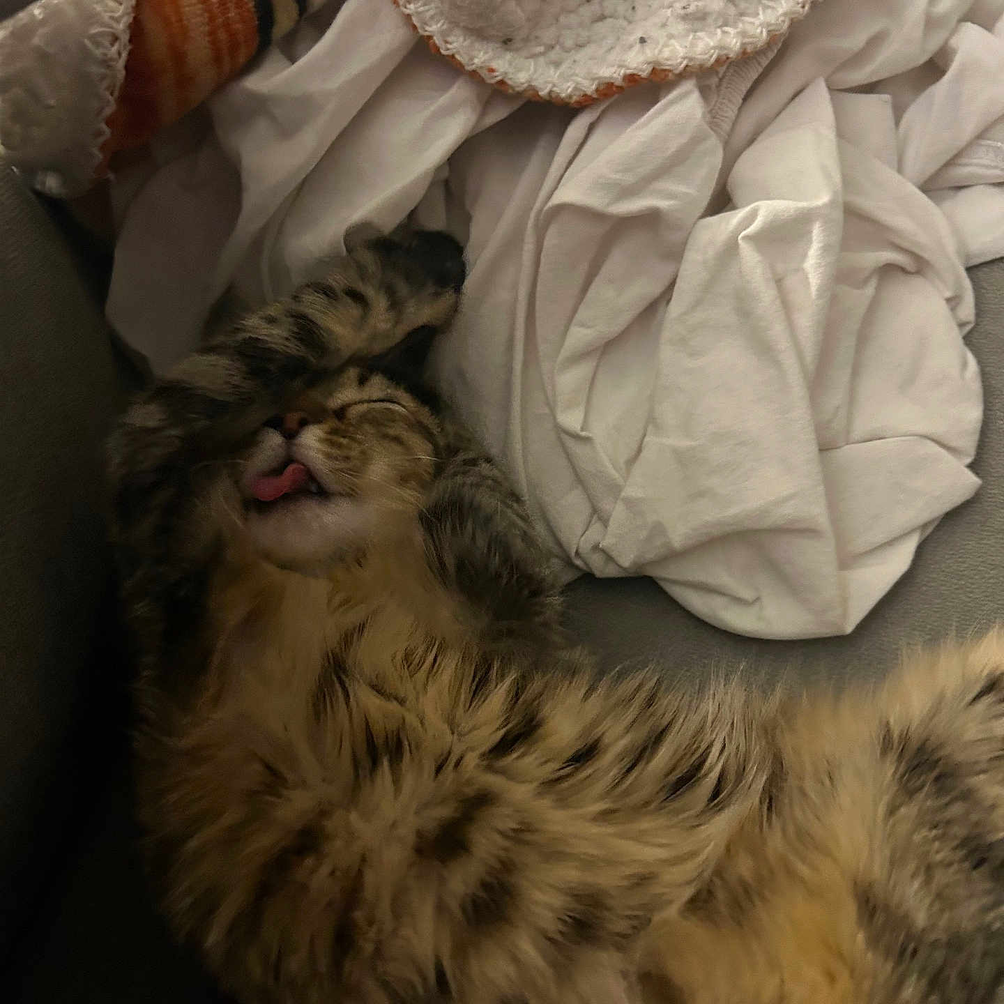 Luna is registered to the contest to win money with this photo: animal, bed, blanket, bodypart, cat, chair, couch, cushion, face, furniture, head, homedecor, kitten, mouth, person, pet, photography, portrait, quilt, sleeping