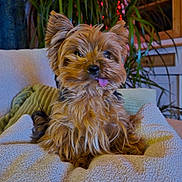 Nala a rejoint le concours — aidez-le/la à gagner de superbes lots ! dog, yorkshire_terrier, tongue_out, fluffy, pet, indoor, cozy, blanket, cushion, plant, home, fur, cute, small_dog, relaxed, seated, portrait, animal, companion, living_room