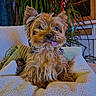 dog, yorkshire_terrier, tongue_out, fluffy, pet, indoor, cozy, blanket, cushion, plant, home, fur, cute, small_dog, relaxed, seated, portrait, animal, companion, living_room