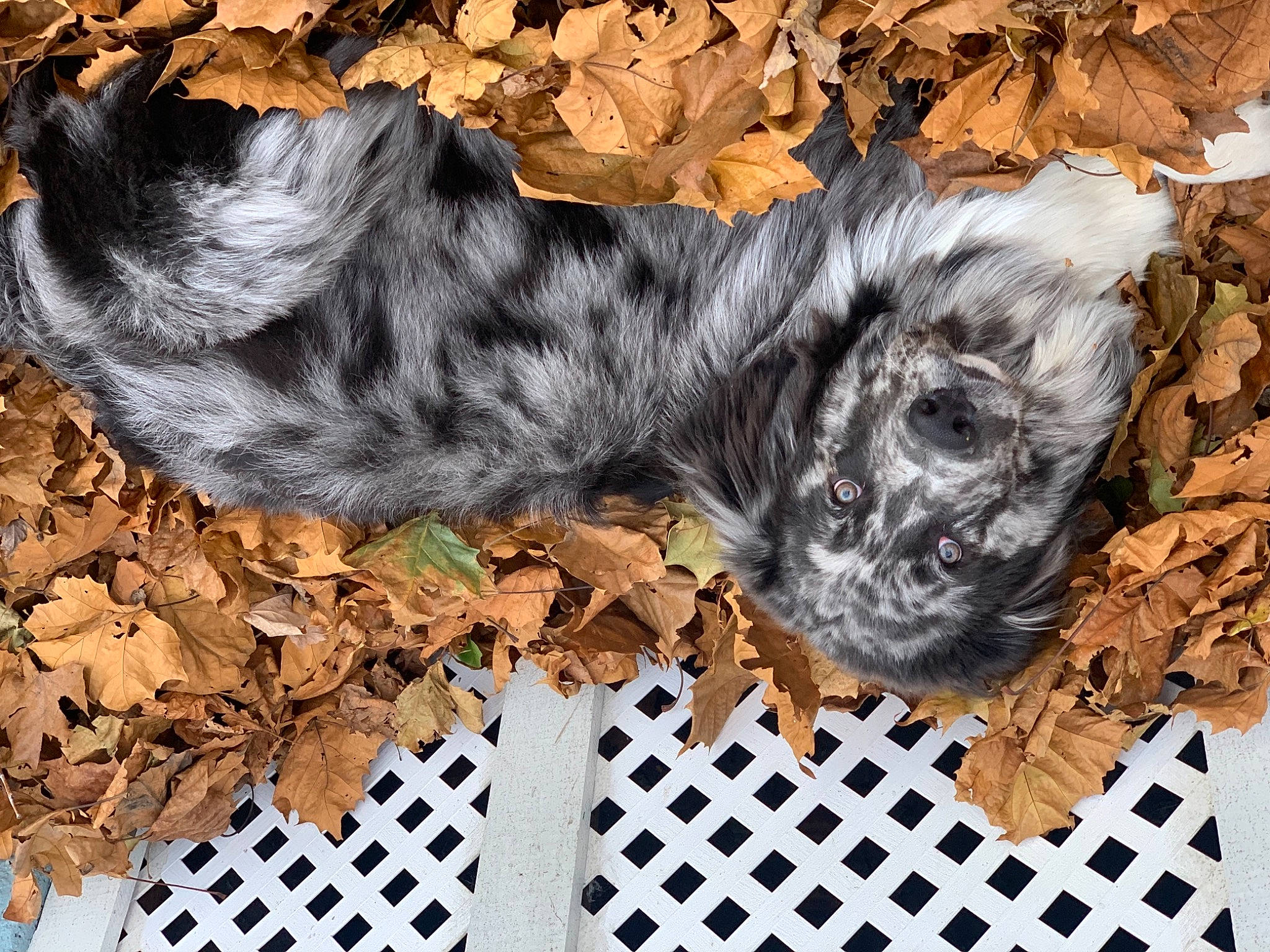 Waldo is registered to the contest to win money with this photo: autumn, carnivore, companion_dog, dog_breed, fence, fur, iris, mesh, natural_material, puppy, snout, terrestrial_animal, working_dog