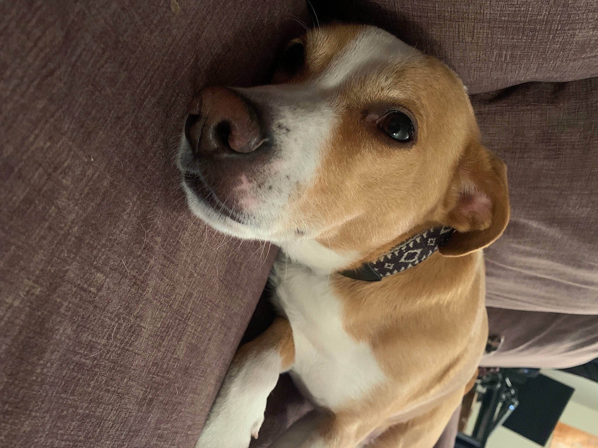 Besnik is registered to the contest to win money with this photo: canidae, carnivore, collar, companion_dog, dog, dog_breed, dog_collar, ear, fawn, fur, hunting_dog, pet_supply, snout, sporting_group, whiskers, working_animal