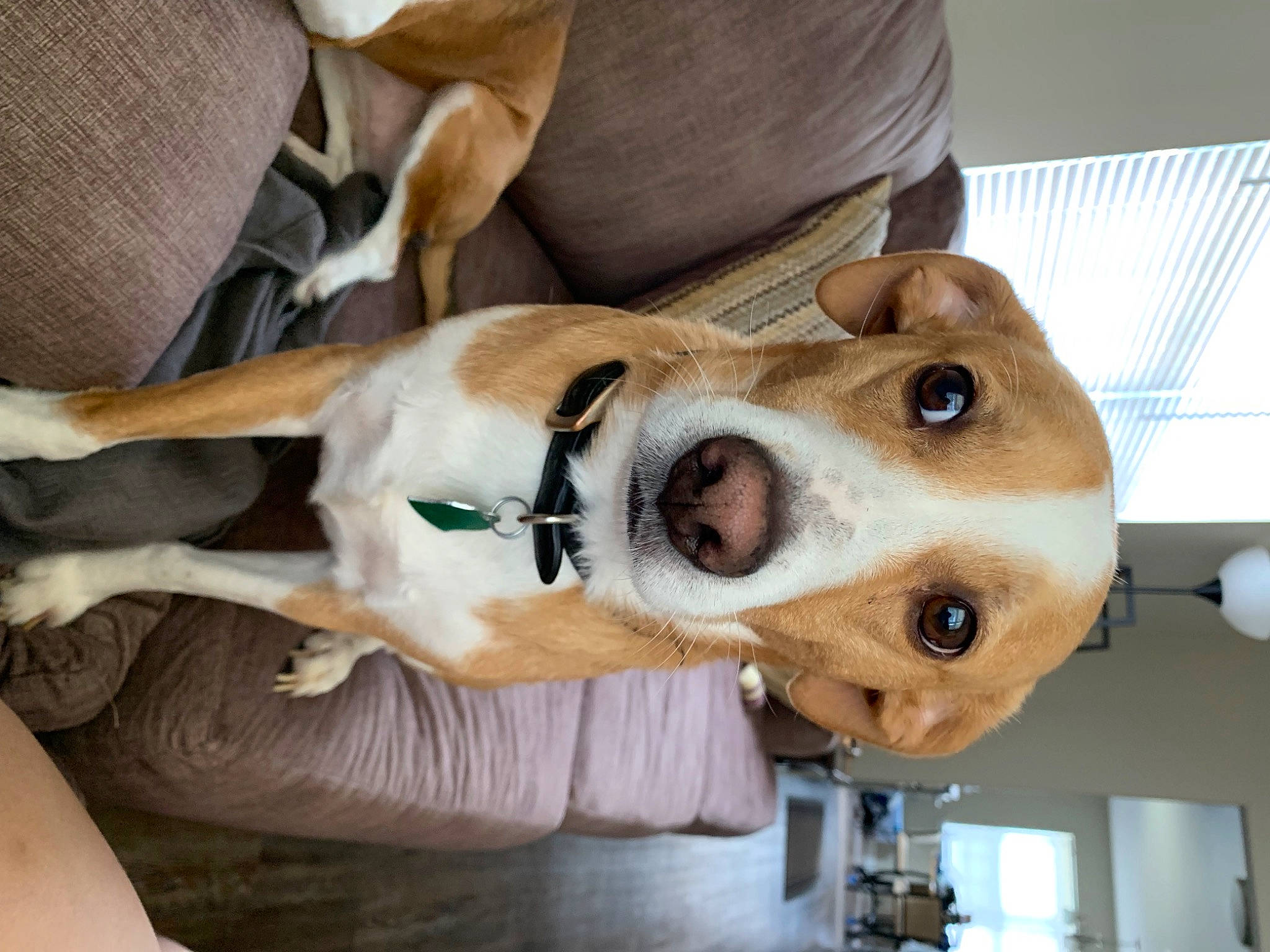 Besnik is registered to the contest to win money with this photo: canidae, carnivore, collar, comfort, companion_dog, dog, dog_breed, dog_collar, dog_supply, ear, eyewear, fawn, fur, selfie, snout, sporting_group, tie, whiskers, wood, working_animal