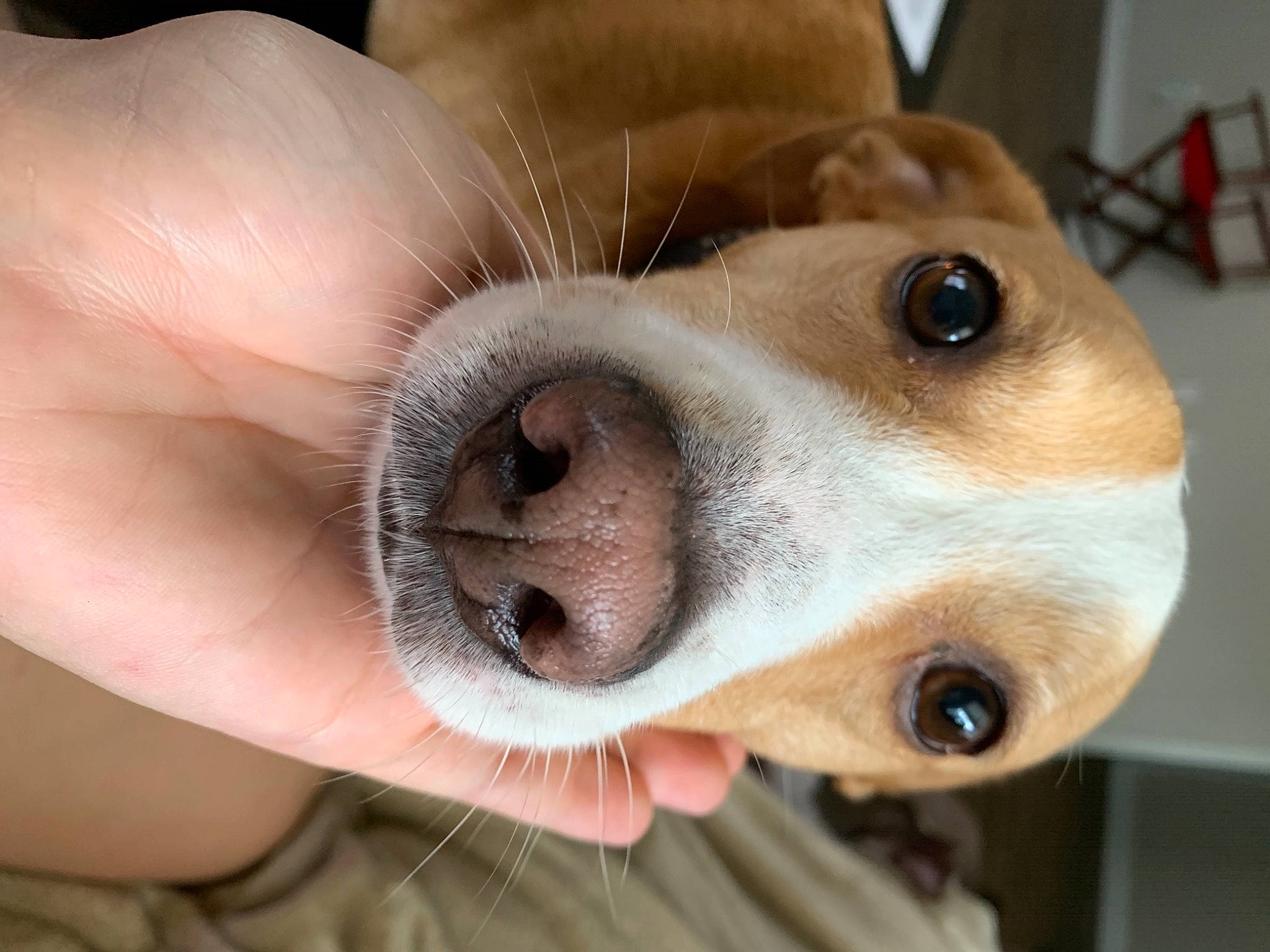 Besnik joined the competition — help win amazing prizes! canidae, carnivore, collar, comfort, companion_dog, dog, dog_breed, ear, fawn, fur, nail, paw, puppy, selfie, service, snout, sporting_group, street_dog, whiskers, working_animal