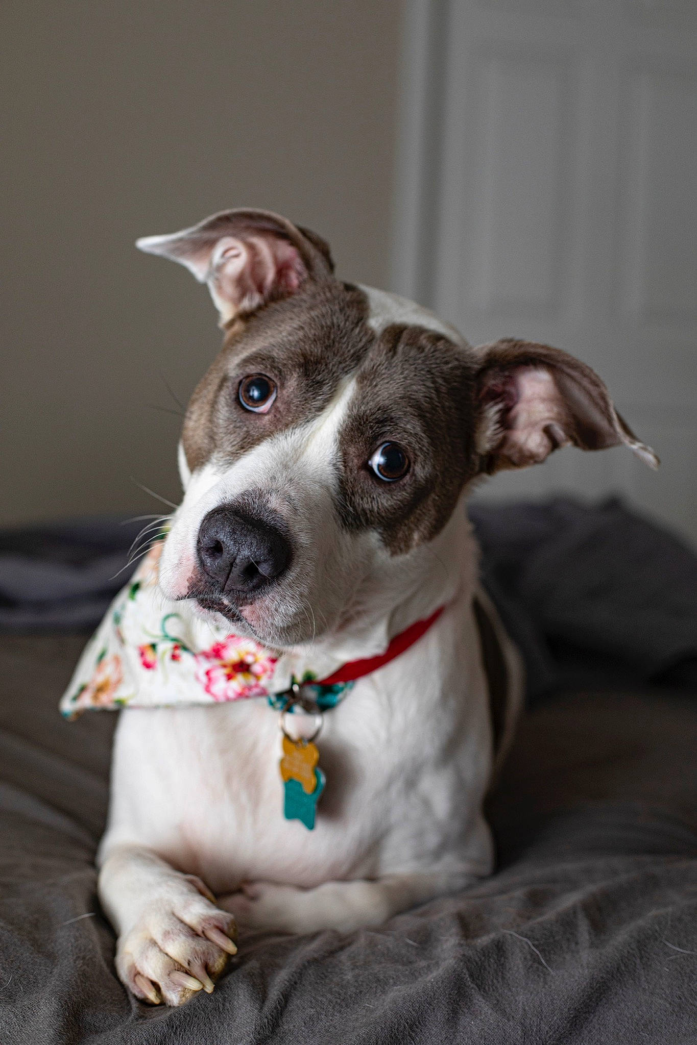 Lola joined the competition — help win amazing prizes! canidae, carnivore, collar, comfort, companion_dog, dog, dog_breed, dog_collar, ear, fawn, grey, linens, non_sporting_group, pattern, rampur_greyhound, sporting_group, terrestrial_animal, terrier, whiskers, working_animal