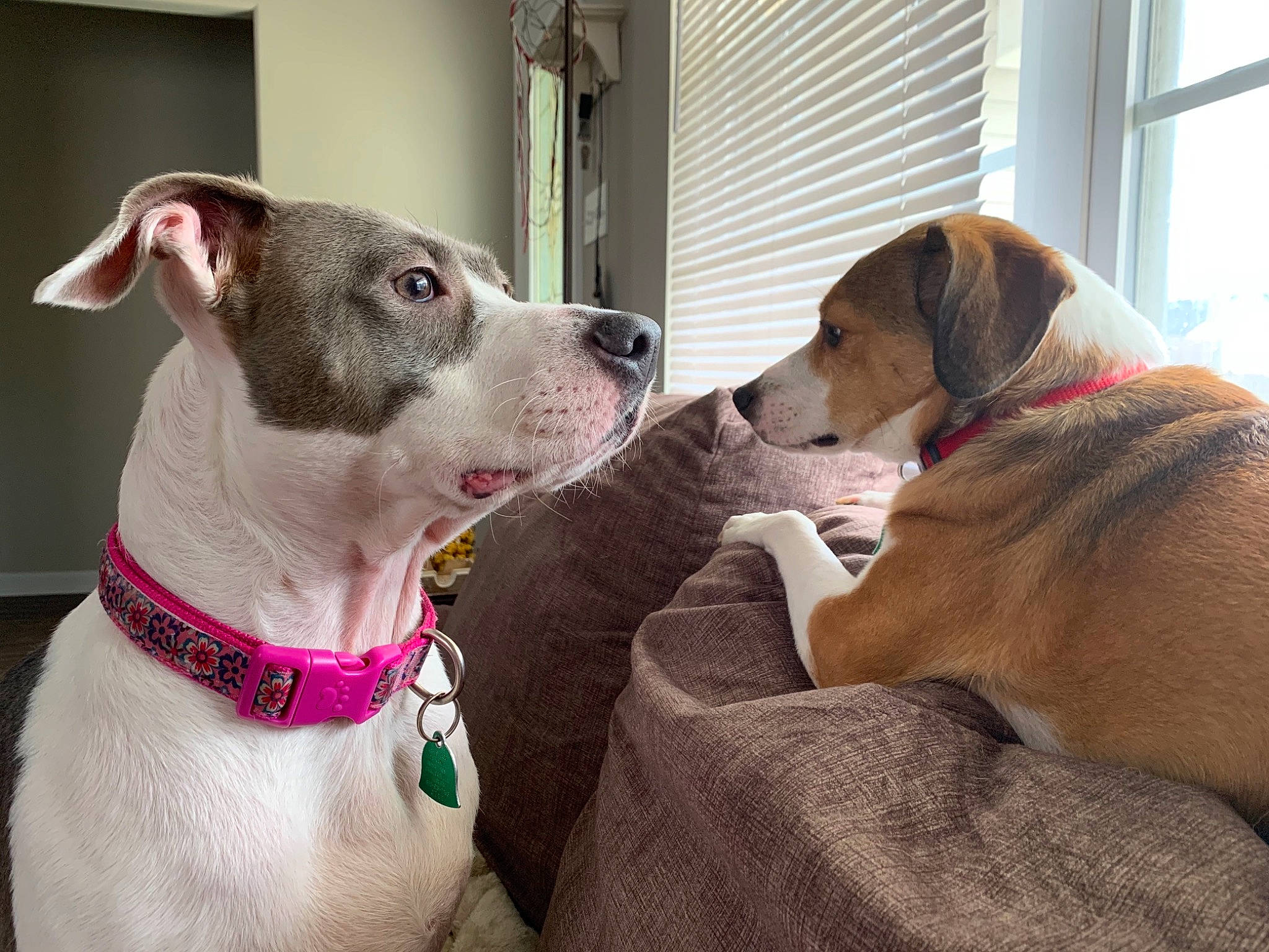 Lola joined the competition — help win amazing prizes! canidae, carnivore, collar, comfort, companion_dog, dog, dog_breed, dog_collar, dog_supply, fashion_accessory, fawn, leash, non_sporting_group, pet_supply, snout, sporting_group, whiskers, window, window_blind, working_animal