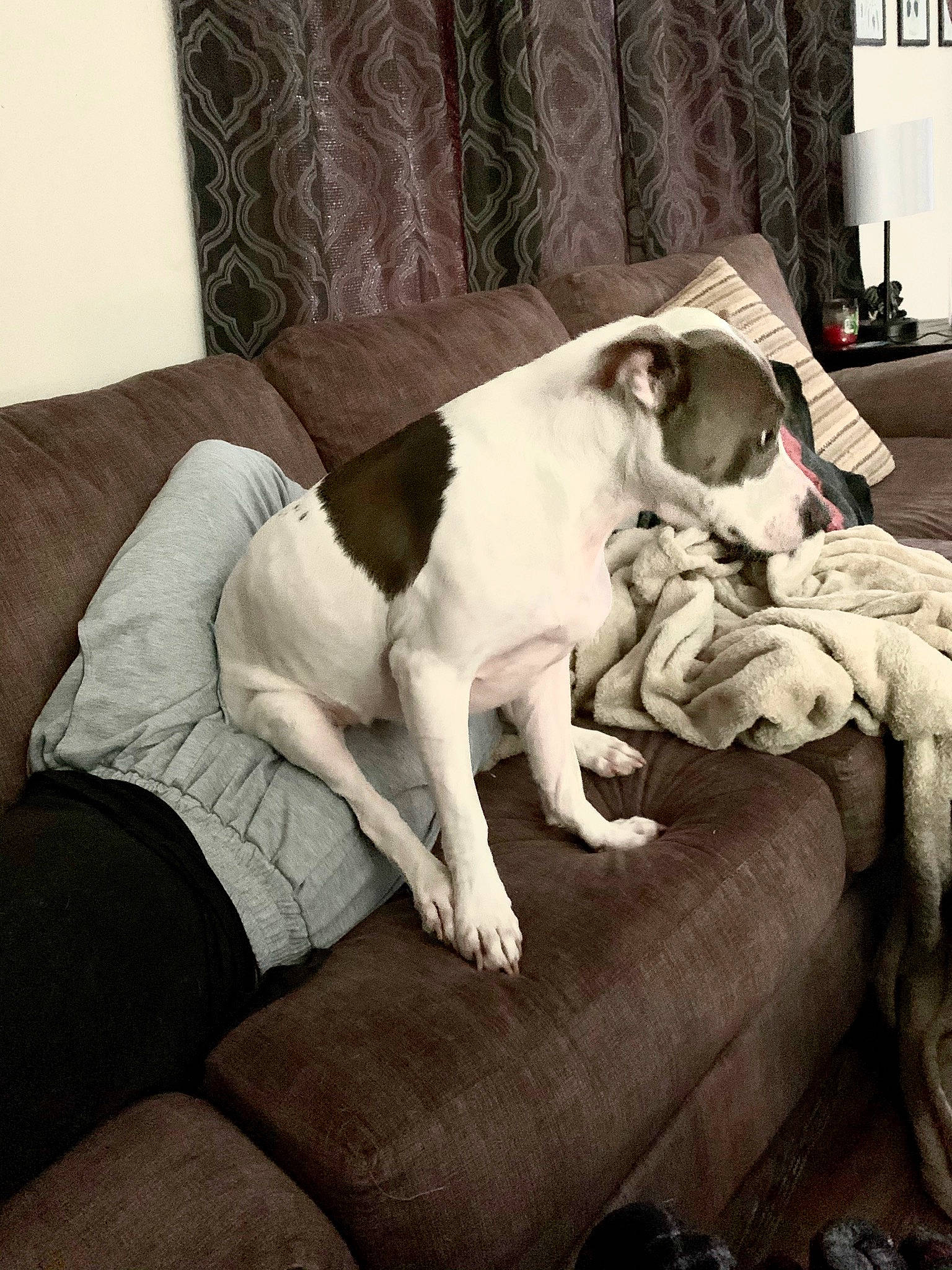 Lola joined the competition — help win amazing prizes! bedding, canidae, carnivore, comfort, companion_dog, couch, dog, dog_breed, fawn, felidae, fur, grey, linens, paw, small_to_medium_sized_cats, snout, sporting_group, tail, whiskers, working_animal