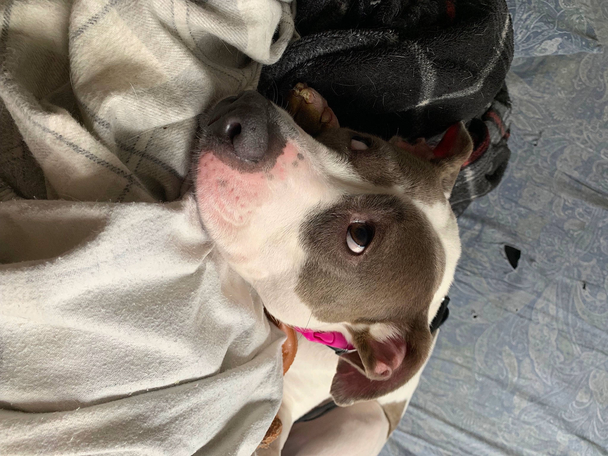 Lola joined the competition — help win amazing prizes! boston_terrier, canidae, carnivore, collar, comfort, companion_dog, dog, dog_breed, dog_collar, ear, fawn, french_bulldog, fur, grey, pet_supply, selfie, snout, sporting_group, whiskers, working_animal