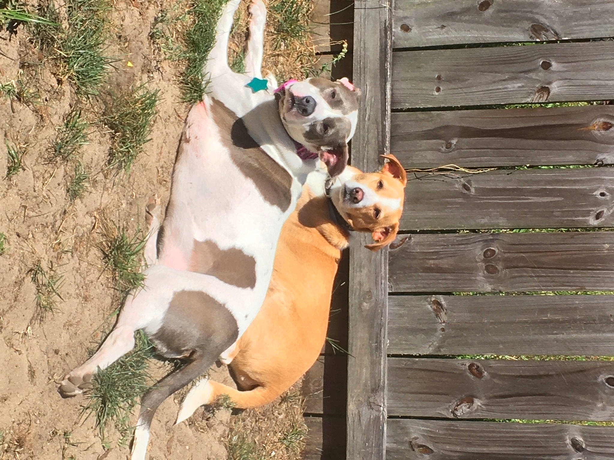 Lola is registered to the contest to win money with this photo: ancient_dog_breeds, canidae, carnivore, collar, companion_dog, dog, dog_breed, dog_collar, dog_supply, fawn, leash, pet_supply, snout, sporting_group, tail, terrestrial_animal, terrier, whiskers, wood, working_animal