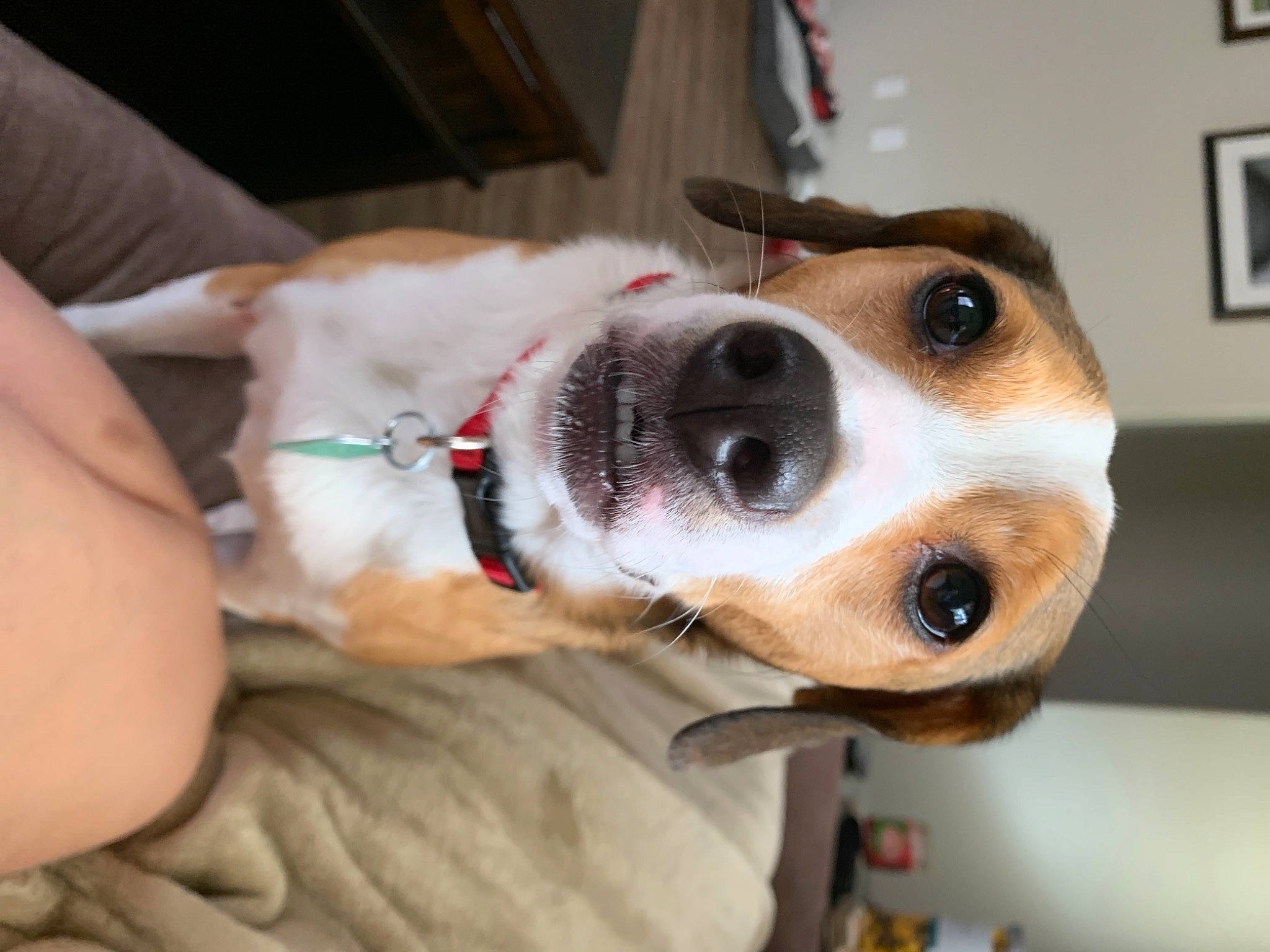 Freyja is registered to the contest to win money with this photo: canidae, carnivore, collar, companion_dog, dog, dog_breed, dog_collar, ear, eyewear, fawn, fur, jaw, leash, pet_supply, picture_frame, snout, sporting_group, vision_care, whiskers, working_animal