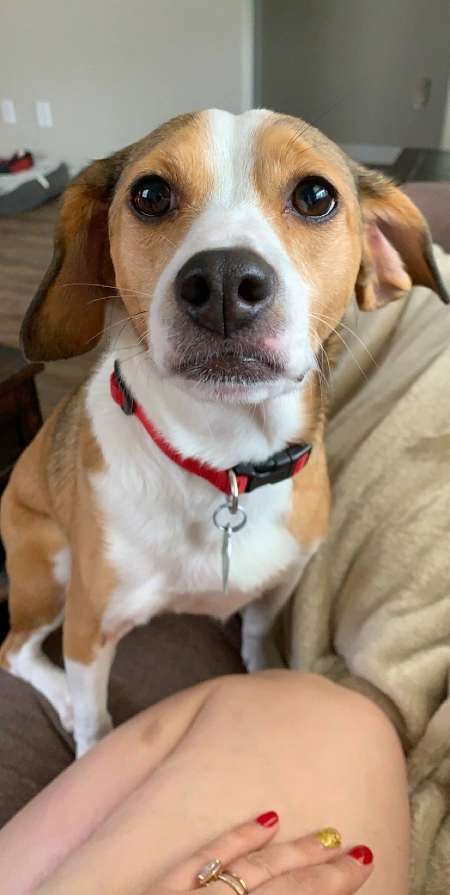 Freyja is registered to the contest to win money with this photo: canidae, carnivore, collar, companion_dog, dog, dog_breed, dog_collar, fawn, hunting_dog, pet_supply, snout, sporting_group, whiskers, white, working_animal