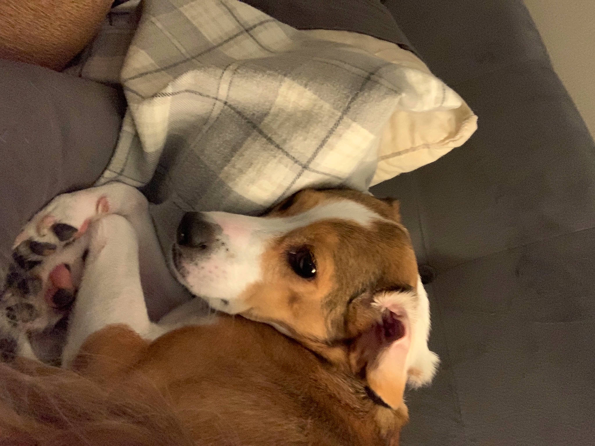 Freyja is registered to the contest to win money with this photo: bedtime, canidae, carnivore, comfort, companion_dog, couch, dog, dog_breed, dog_supply, fawn, fur, linens, nap, paw, puppy_love, sleep, snout, sporting_group, whiskers, working_animal