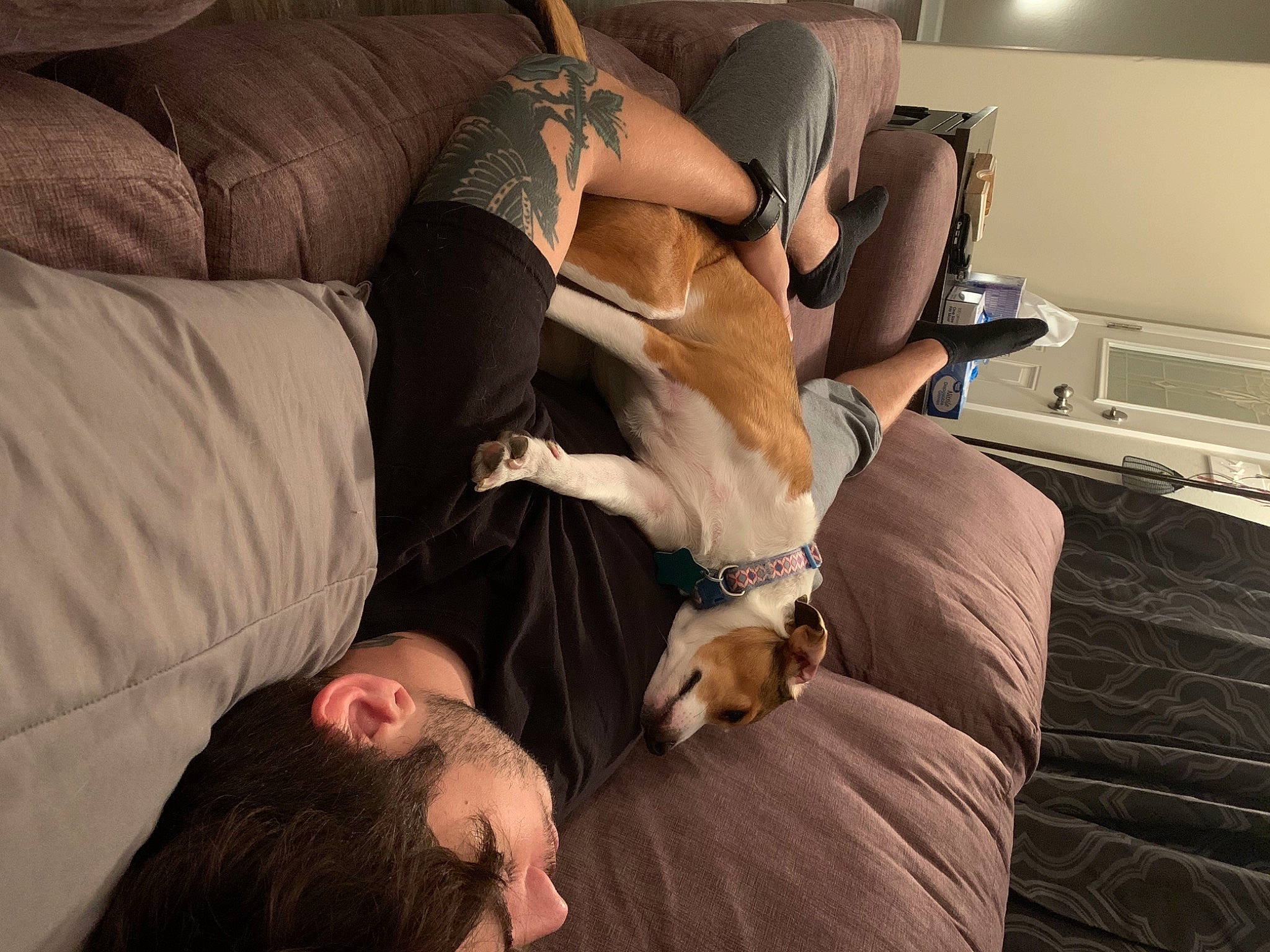 Freyja joined the competition — help win amazing prizes! arm, carnivore, comfort, companion_dog, couch, dog, dog_breed, fawn, flooring, foot, fur, hardwood, human_body, human_leg, interaction, knee, leg, linens, thigh, wood