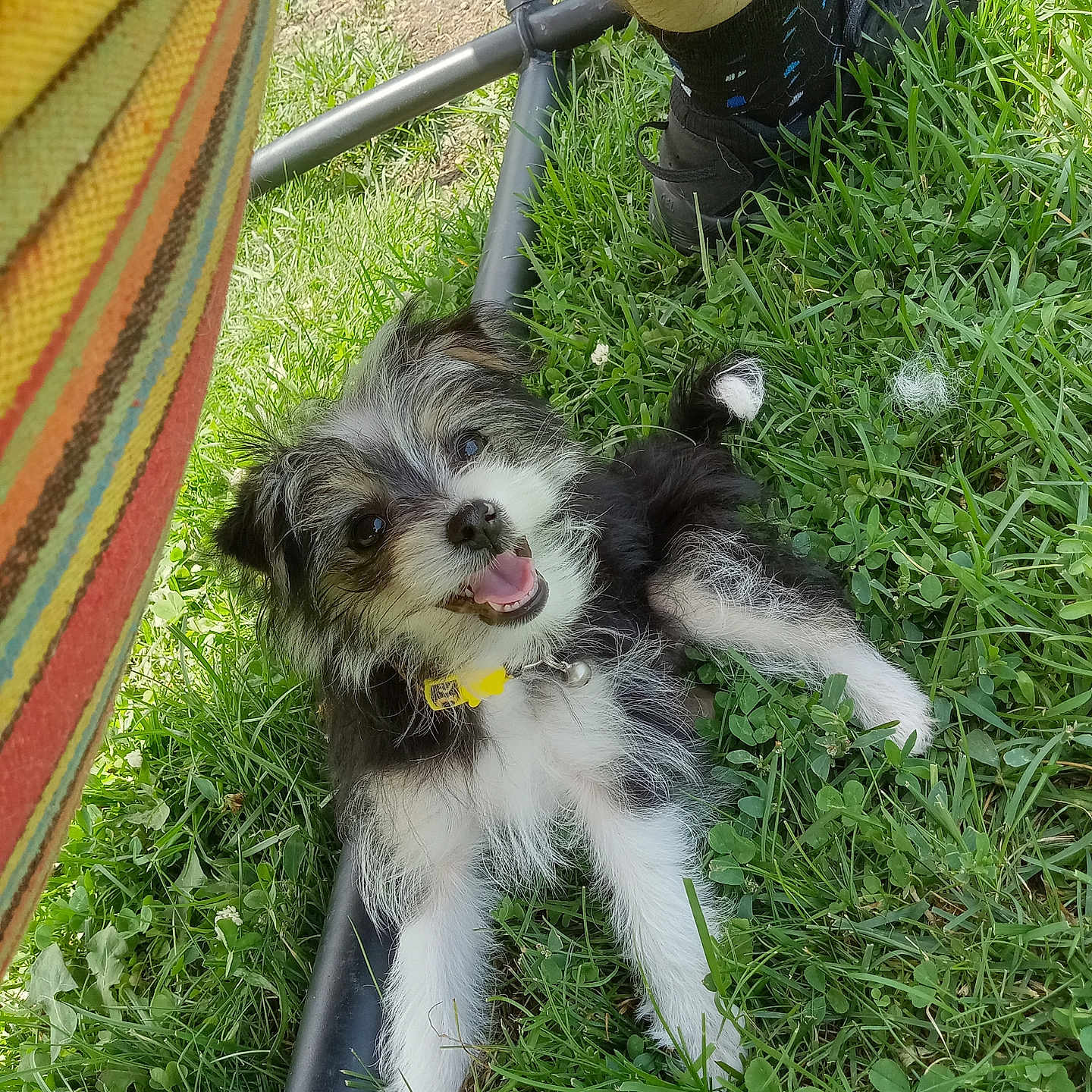 Winnie is registered to the contest to win money with this photo: animal, black_and_white, collar, cute, dog, fur, grass, hammock, happy, leg, nature, outdoor, person, pet, playful, puppy, relaxing, shoe, smiling, summer