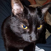 Midnight is registered to the contest to win money with this photo: black_cat, cat, animal, pet, golden_eyes, close_up, portrait, whiskers, ears, fur, shiny_coat, indoor, bed, blanket, bedding, bedroom, human_feet, sitting, alert, photography