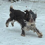 Oscar is registered to the contest to win money with this photo: dog, snow, outdoor, playful, running, fur, floppy_ears, pet, winter, active, grass, animal, canine, backyard, motion, joyful, energetic, black_and_white, nature, daytime