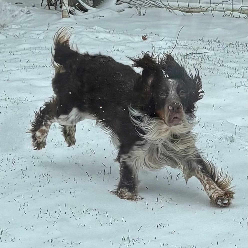 Oscar is registered to the contest to win money with this photo: active, animal, backyard, black_and_white, canine, daytime, dog, energetic, floppy_ears, fur, grass, joyful, motion, nature, outdoor, pet, playful, running, snow, winter
