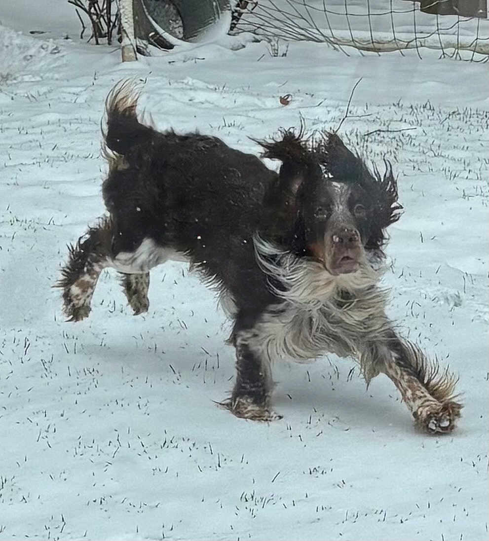Oscar is registered to the contest to win money with this photo: dog, snow, outdoor, playful, running, fur, floppy_ears, pet, winter, active, grass, animal, canine, backyard, motion, joyful, energetic, black_and_white, nature, daytime