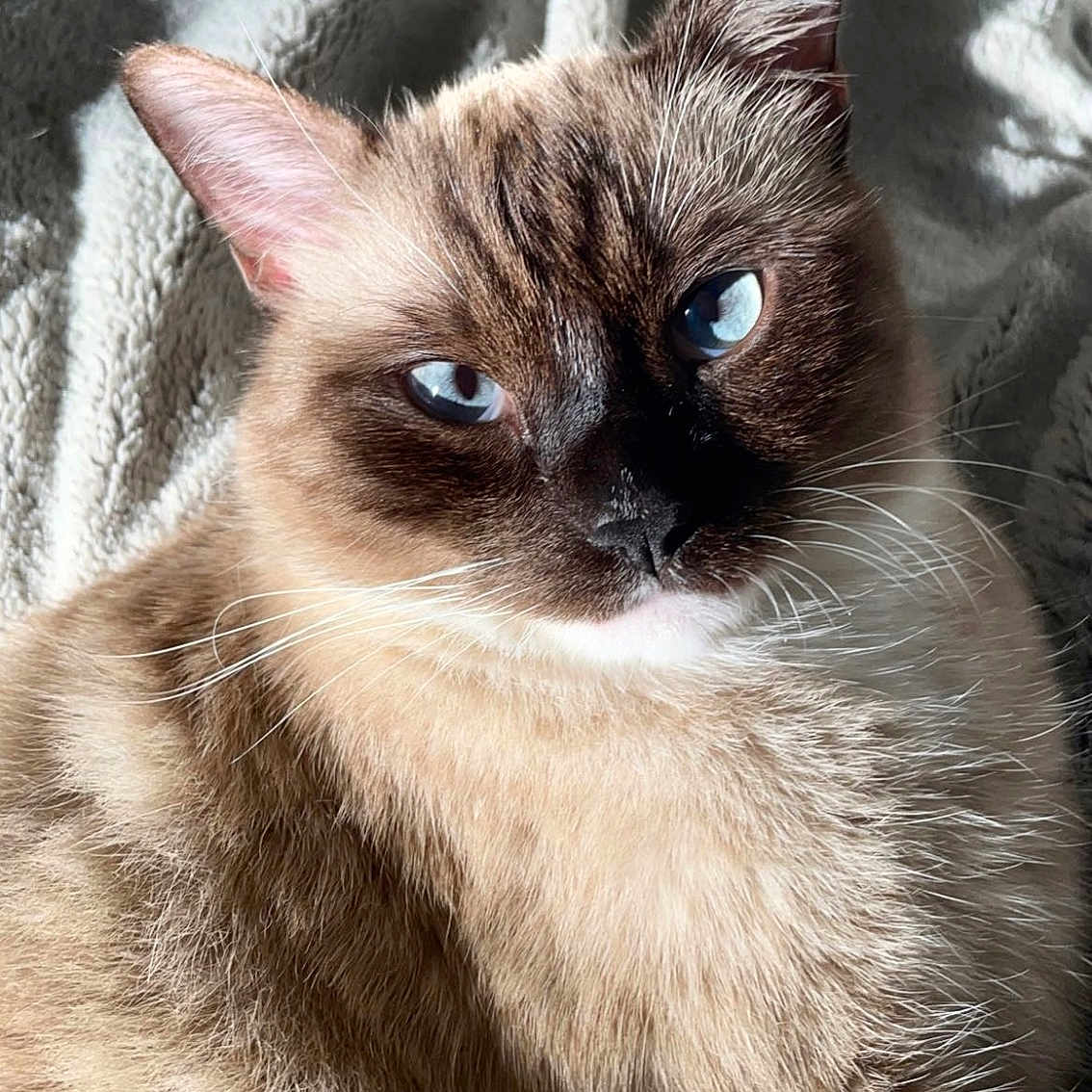 Ninho participe au concours pour gagner de l'argent avec cette photo : animal, blanket, blue_eyes, cat, close_up, cozy, cute, domestic_cat, feline, fur, indoor, mammal, pet, portrait, relaxed, resting, siamese_cat, soft_light, texture, whiskers