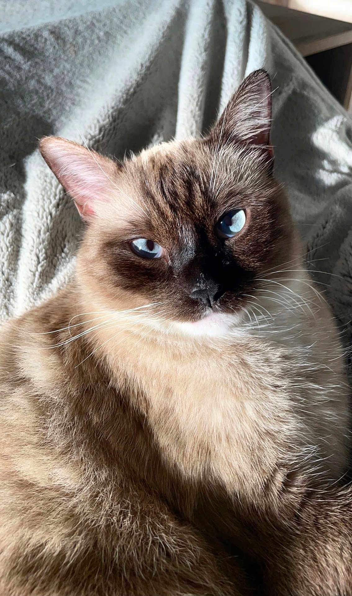 Ninho participe au concours pour gagner de l'argent avec cette photo : cat, siamese_cat, blue_eyes, fur, whiskers, close_up, pet, animal, domestic_cat, portrait, relaxed, cozy, blanket, indoor, feline, cute, soft_light, texture, resting, mammal