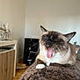 cat, siamese_cat, yawning, tongue_out, pet, indoor, cozy, blanket, feline, relaxed, fur, whiskers, home, living_room, animal, cute, resting, comfortable, domestic_cat, mammal