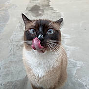 Ninho a rejoint le concours — aidez-le/la à gagner de superbes lots ! cat, siamese, blue_eyes, licking, tongue_out, whiskers, fur, pet, animal, cute, close_up, sitting, outdoor, concrete, paws, white_paws, brown_fur, black_mask, feline, curious