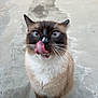 cat, siamese, blue_eyes, licking, tongue_out, whiskers, fur, pet, animal, cute, close_up, sitting, outdoor, concrete, paws, white_paws, brown_fur, black_mask, feline, curious
