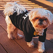 Chuck is registered to the contest to win money with this photo: brown_white, close_up, collar, companion, cute, dog, dog_tag, fluffy, fur, outdoor, paws, pet, portrait, shadow, small_dog, small_pet, standing, sunlight, sweater, wooden_deck
