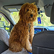 Scout is registered to the contest to win money with this photo: dog, curly_fur, car_interior, seat_cover, leash, sunlight, window, dashboard, rearview_mirror, seat, vehicle, pet, animal, companion, curious, golden_fur, indoors, transportation, travel, fluffy