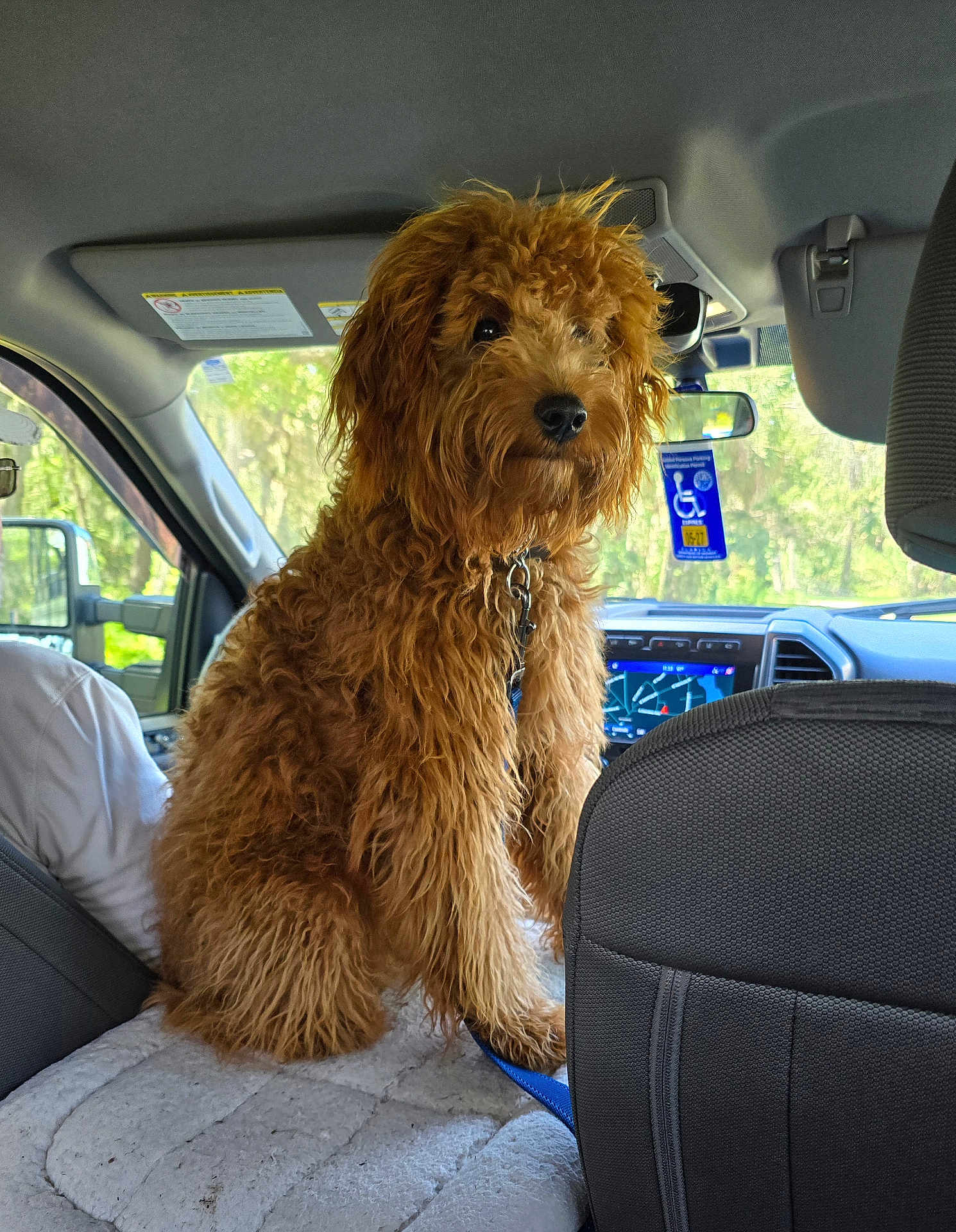 Scout is registered to the contest to win money with this photo: dog, curly_fur, car_interior, seat_cover, leash, sunlight, window, dashboard, rearview_mirror, seat, vehicle, pet, animal, companion, curious, golden_fur, indoors, transportation, travel, fluffy