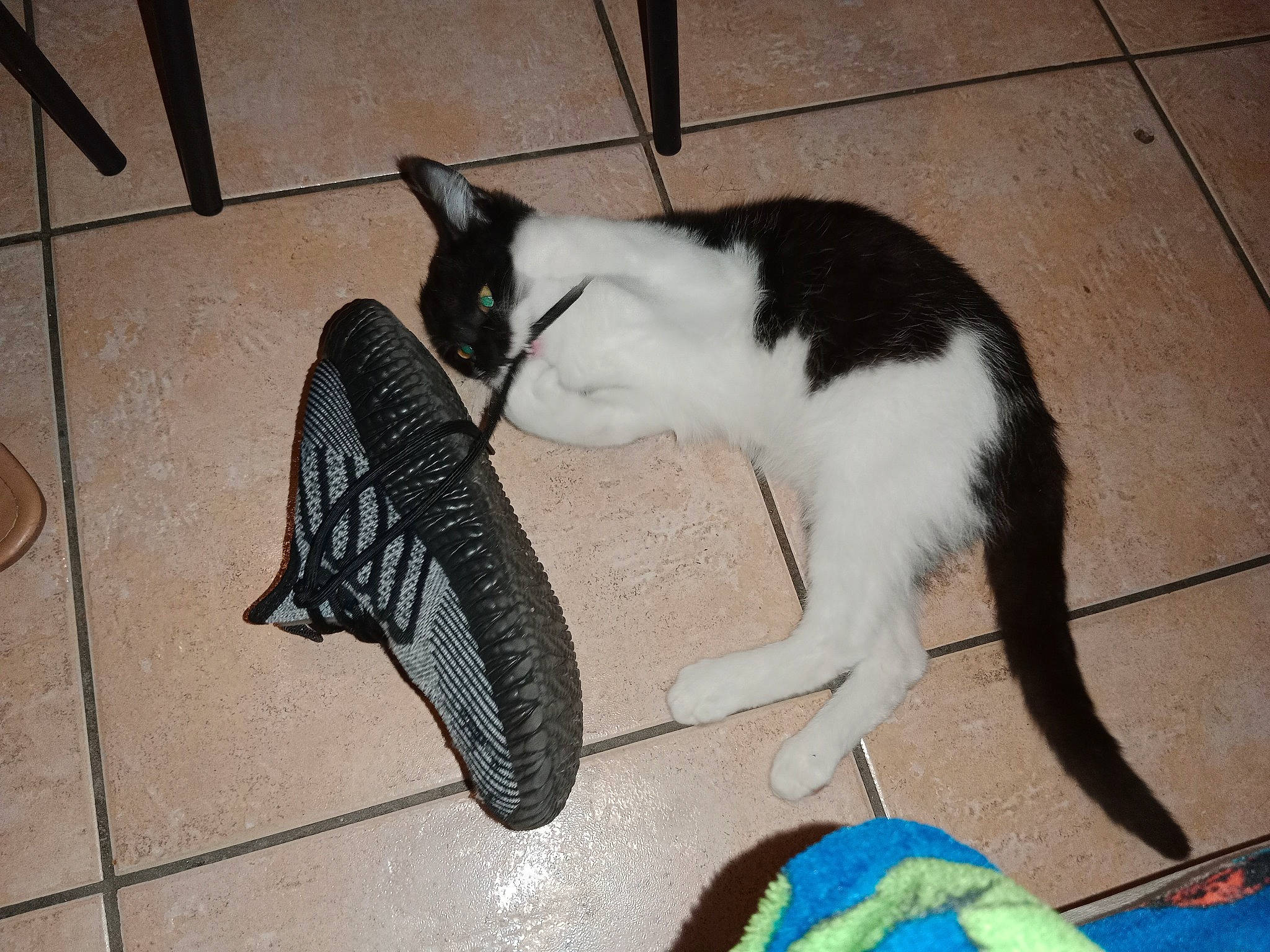 Kitty participe au concours pour gagner de l'argent avec cette photo : canidae, carnivore, cat, claw, comfort, companion_dog, dog_breed, domestic_short_haired_cat, felidae, floor, flooring, fur, human_leg, paw, small_to_medium_sized_cats, snout, sporting_group, sports_equipment, tail, whiskers