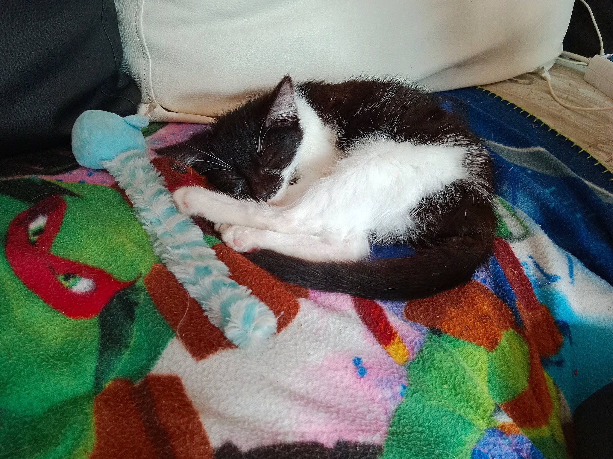 Kitty a rejoint le concours — aidez-le/la à gagner de superbes lots ! bag, bedding, carnivore, cat, cat_supply, comfort, creative_arts, domestic_short_haired_cat, felidae, fur, lap, linens, luggage_and_bags, nap, pattern, small_to_medium_sized_cats, tail, textile, whiskers, woven_fabric