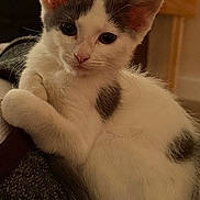 Zena joined the competition — help win amazing prizes! cat, kitten, black_and_white, white_fur, black_patches, pet, animal, portrait, close_up, indoor, sitting, lounging, paw, ears, whiskers, green_eyes, cozy, furniture, warm_lighting, cute