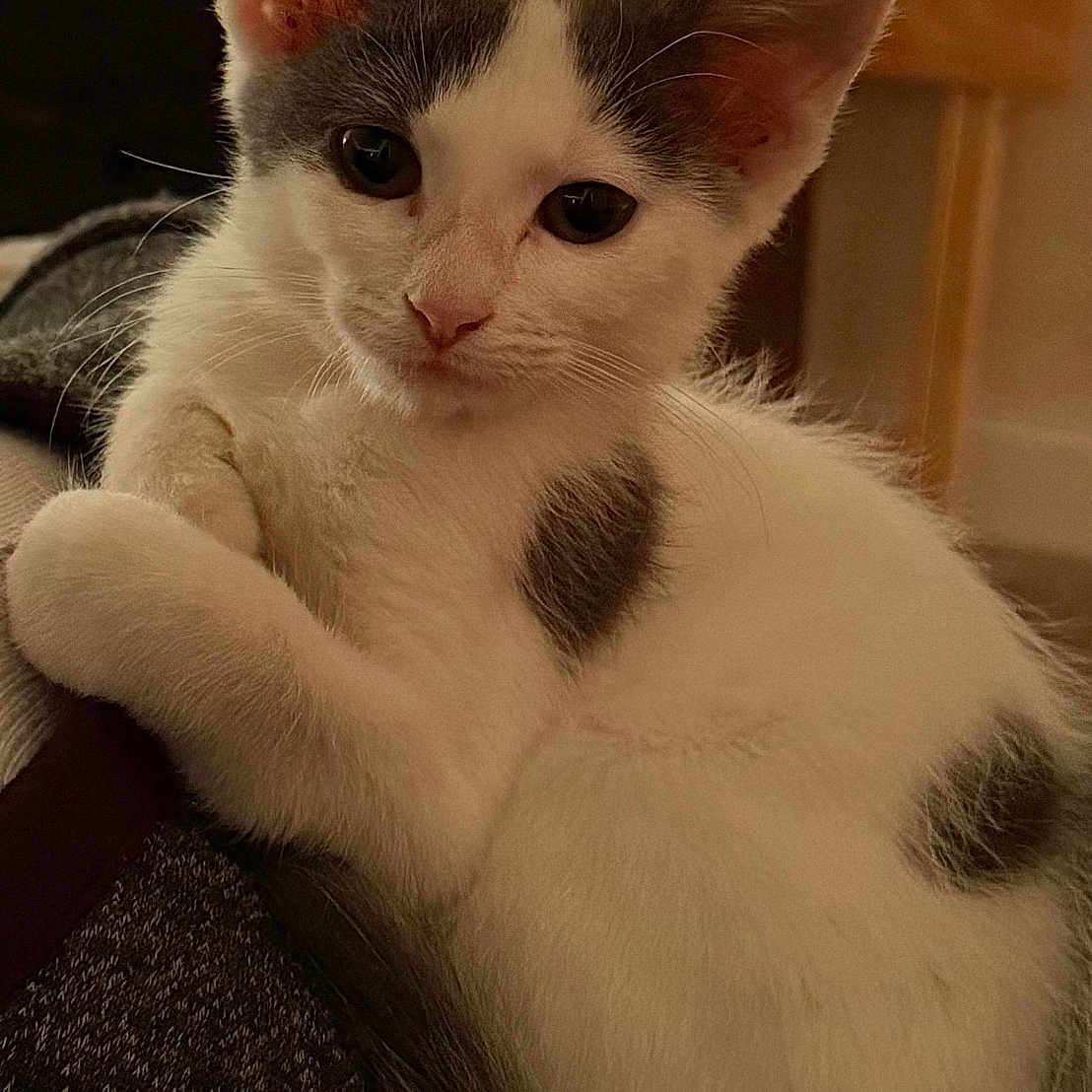 Zena