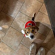 Valou participe au concours pour gagner de l'argent avec cette photo : puppy, dog, pet, santa_outfit, costume, brown, white, floor, tiles, shoes, sneakers, jeans, indoor, looking_up, cute, small_dog, tail, shadow, person, casual