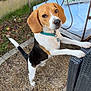 Valou a rejoint le concours — aidez-le/la à gagner de superbes lots ! beagle, dog, outdoor, furniture, wicker, bench, cushion, grass, gravel, flower, leaf, collar, pet, animal, curious, standing, paw, metal, nature, playful