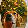 dog, beagle, tongue_out, close_up, christmas_tree, holiday_lights, indoor, pet, curious, brown_and_white, frosted_glass, blurred_background, festive, cute, animal, whiskers, collar, nose, ears, warm_lighting