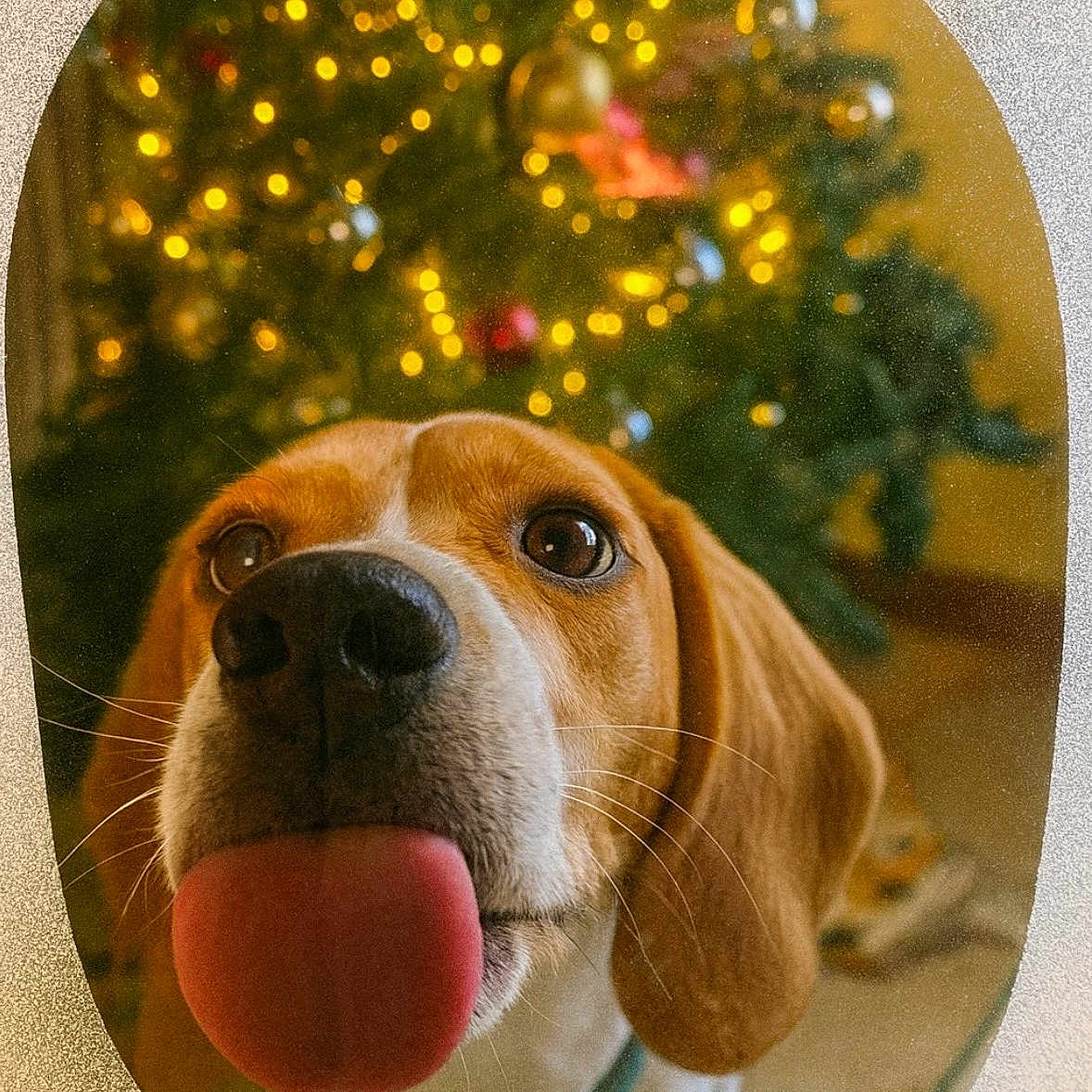 Valou participe au concours pour gagner de l'argent avec cette photo : animal, beagle, blurred_background, brown_and_white, christmas_tree, close_up, collar, curious, cute, dog, ears, festive, frosted_glass, holiday_lights, indoor, nose, pet, tongue_out, warm_lighting, whiskers